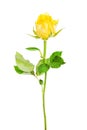 One separated yellow rose.
