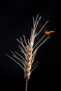 One set fire spikelets on a black background.