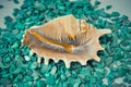 One or a set of several different shells on a green stones Royalty Free Stock Photo