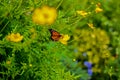 Butterfly life, Barbados Royalty Free Stock Photo