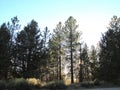ONE OF SEVERAL FORESTS IN BIG BEAR LAKE, CALIFORNIA