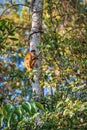 Central American squirrel monkey Costa Rica in a tree in a tropical forest Royalty Free Stock Photo