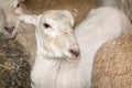 One Sheared Sheep Amongst Others Prior to Shearing Royalty Free Stock Photo