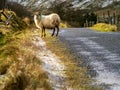 One sheep with broken horn by a small country road. Winter season snow patches on a roadside and on the hills in the background.