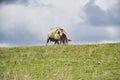 One sheep browsing fresh grass on the top of a hill Royalty Free Stock Photo