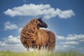 One sheep browsing fresh grass on the top of a hill Royalty Free Stock Photo