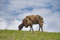 One sheep browsing fresh grass on the top of a hill Royalty Free Stock Photo