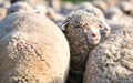 One sheep from herd looking at camera Royalty Free Stock Photo