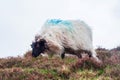 One sheep with horns on top of a hill grazing green grass. Agriculture industry. Cloudy sky in the background Royalty Free Stock Photo