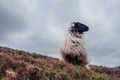 One sheep with horns on top of a hill with red and green grass. Agriculture industry. Cloudy sky in the background Royalty Free Stock Photo