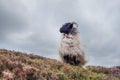 One sheep with horns on top of a hill with red and green grass. Agriculture industry. Cloudy sky in the background Royalty Free Stock Photo