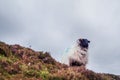 One sheep with horns on top of a hill with red and green grass. Agriculture industry. Cloudy sky in the background Royalty Free Stock Photo