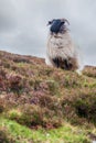 One sheep with horns on top of a hill with red and green grass. Agriculture industry. Cloudy sky in the background Royalty Free Stock Photo