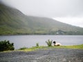One sheep laying on the ground. Killary fjord in the background.