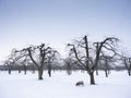 one sheep in snow covered winter orchard near utrecht in holland Royalty Free Stock Photo