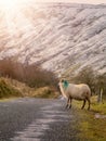 One sheep standing by an asphalt road. Mountain in the background covered with snow. Royalty Free Stock Photo