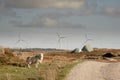 One sheep standing on a grass on a side of a small country road, Wind farm and bog with turf pile in the background. Modern and