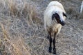 One sheep standing on the meadow Royalty Free Stock Photo