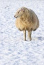 One sheep standing in meadow covered with snow Royalty Free Stock Photo