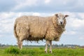 One sheep standing on the top of an embankment Royalty Free Stock Photo