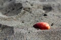 One shell on the Italian beach.