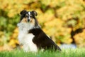 One Shetland Sheepdog Dog