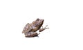 One shiny little frog isolated on white background Royalty Free Stock Photo