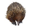 Short-beaked echidna isolated on white background