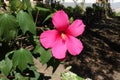 One showy pink flower of Hibiscus moscheutos