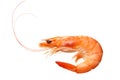 one shrimp isolated on a white background. top view Royalty Free Stock Photo