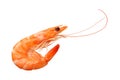 one shrimp isolated on a white background. top view Royalty Free Stock Photo