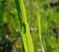 One shy mayfly