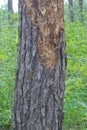 one sick brown pine with dry fallen bark