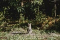 One signle gray tabby cat sitting in the green garden in the middle of image, staring straight to the camera