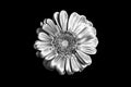 One silver gerbera flower black background isolated closeup, black & white petals daisy, shiny gray metal leaves, chamomile