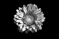 One silver gerbera flower black background isolated closeup, black & white petals daisy, shiny gray metal leaves, chamomile Royalty Free Stock Photo