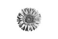 One silver gerbera flower white background isolated closeup, black & white petals daisy, shiny gray metal leaves, chamomile Royalty Free Stock Photo