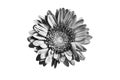 One silver gerbera flower white background isolated closeup, black & white petals daisy, shiny gray metal leaves, chamomile