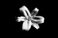 One silver lily flower on black background isolated close up, beautiful black & white single lilly dark backdrop, floral pattern Royalty Free Stock Photo