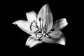 One silver lily flower on black background close up, beautiful black & white single lilly dark backdrop, floral pattern