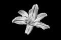 One silver lily flower black background isolated closeup top view, beautiful black and white single lilly flower, floral design Royalty Free Stock Photo