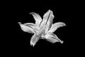 One silver lily flower black background isolated closeup top view, beautiful black and white single lilly flower, floral design Royalty Free Stock Photo