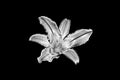One silver lily flower black background isolated closeup top view, beautiful black and white single lilly flower, floral design Royalty Free Stock Photo