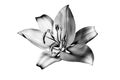 One silver lily flower on white background isolated close up, beautiful black & white single lilly, gray metallic floral pattern Royalty Free Stock Photo