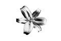 One silver lily flower on white background isolated close up, beautiful black & white single lilly, gray metallic floral pattern