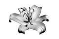 One silver lily flower on white background isolated close up, beautiful black & white single lilly, gray metallic floral pattern