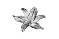 One silver lily flower white background isolated closeup top view, beautiful black and white single lilly flower, floral design Royalty Free Stock Photo