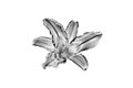 One silver lily flower white background isolated closeup top view, beautiful black and white single lilly flower, floral design Royalty Free Stock Photo