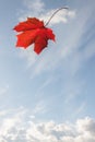 One simple autumn red maple falling leaf on blue cloud sky background Royalty Free Stock Photo