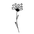 One simple vector chamomile with a black line.Botanical hand drawn illustration